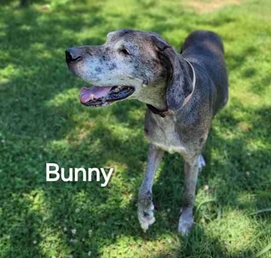 Photo of Bunny