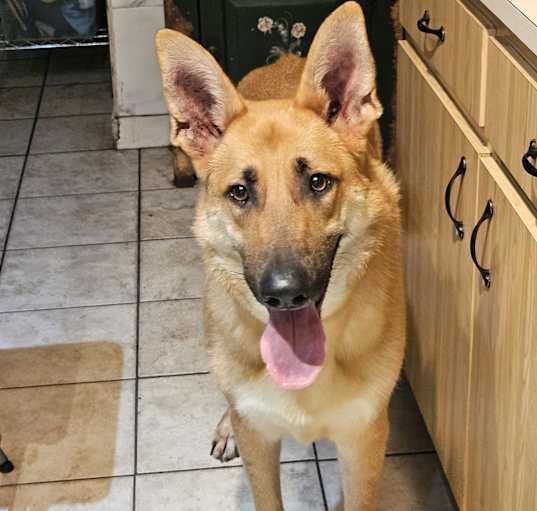 Photo of Boone