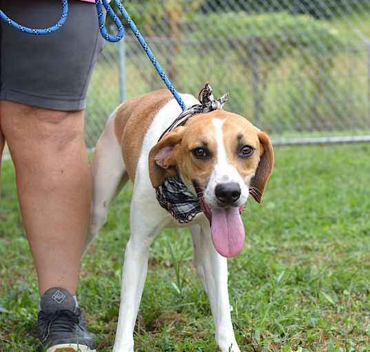 Photo of Brody - Adoptable