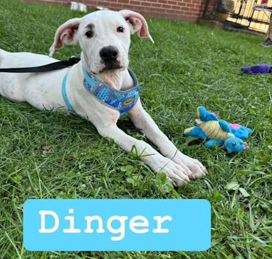 Photo of Dinger (3mo,20lbs)