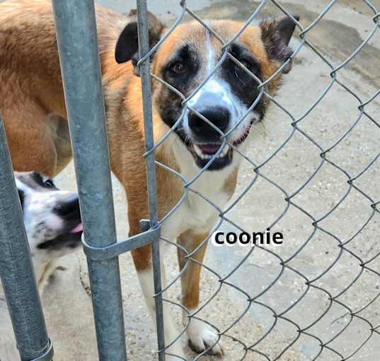 Photo of Coonie