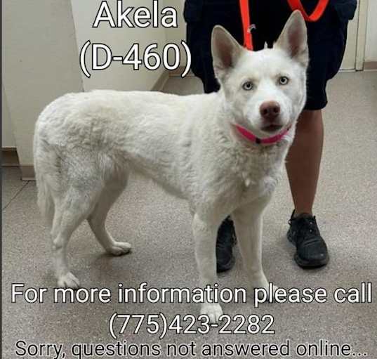 Photo of Akela