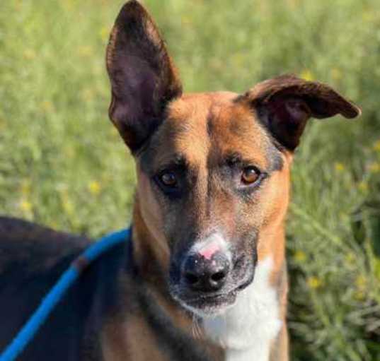 Photo of Rex
