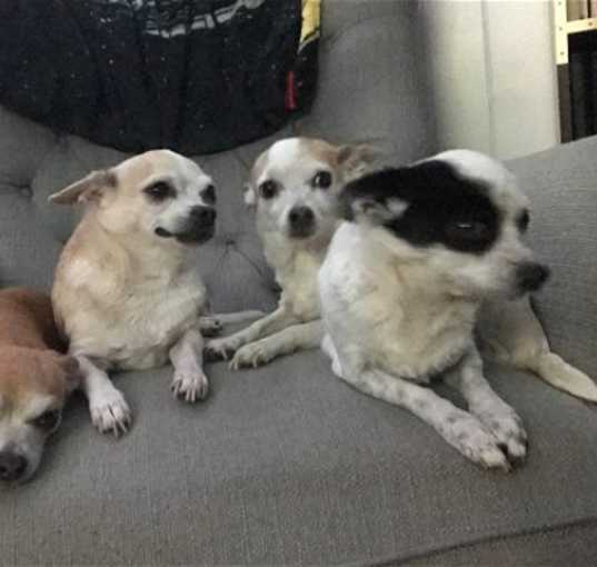 Photo of Noodles, Willow, Cricket, Flower