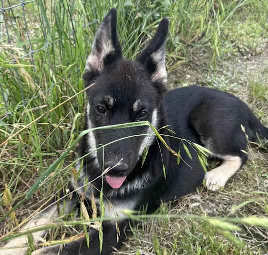 Photo of Bruiser