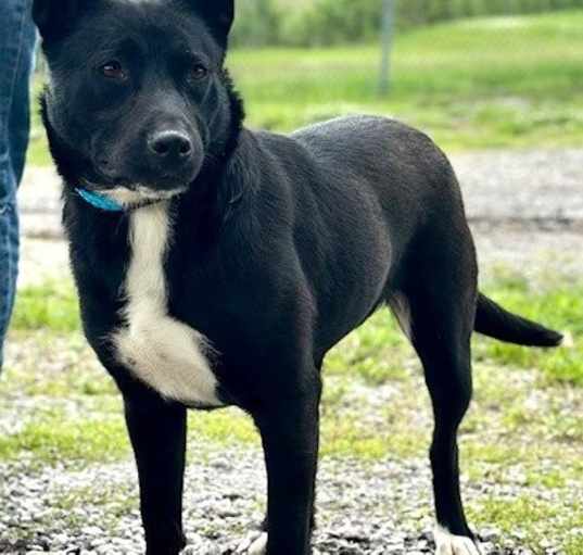 Photo of PANDA GIRL - FOSTER NEEDED - IN SHELTER FOR 9 MOS.