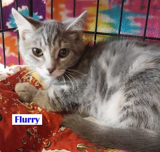 Photo of Flurry