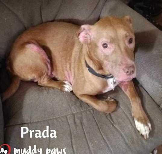 Photo of Prada (Courtesy Post)