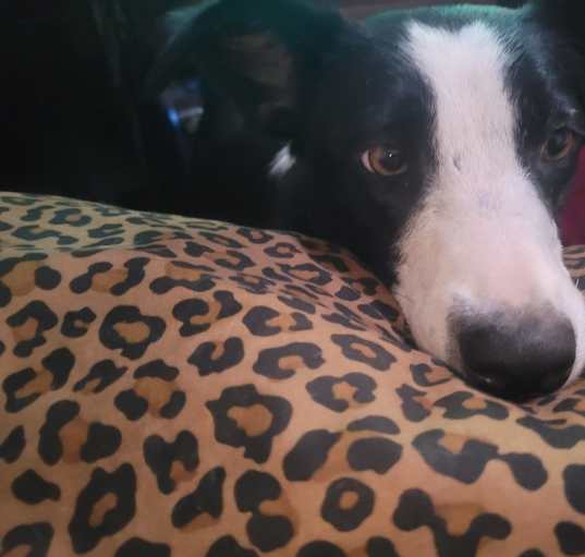 Photo of Stella