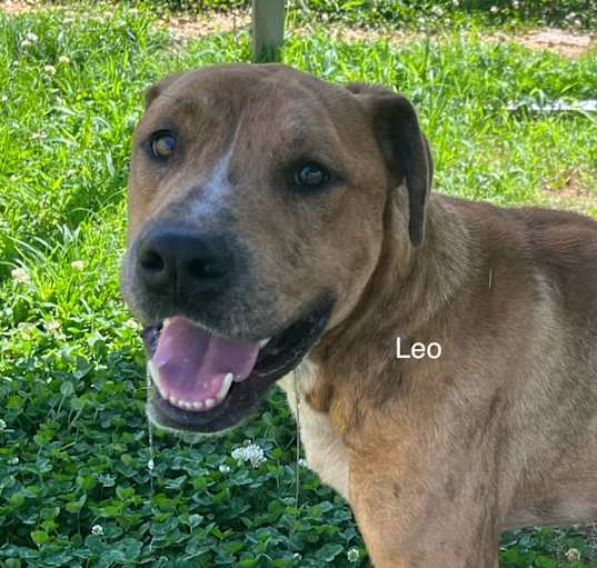 Photo of Leo