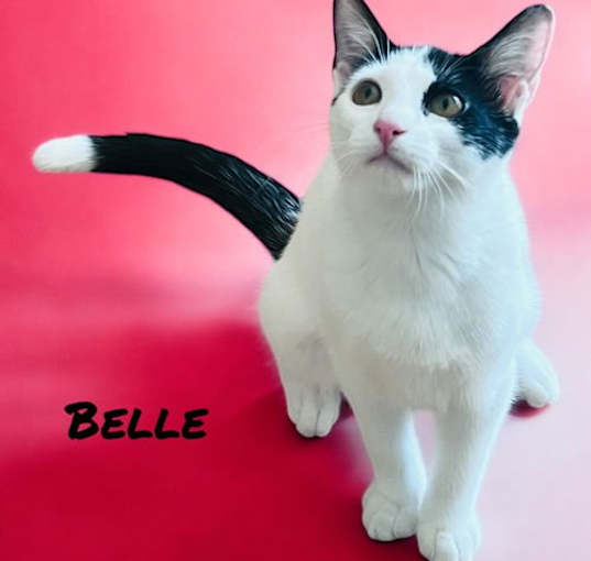 Photo of Belle