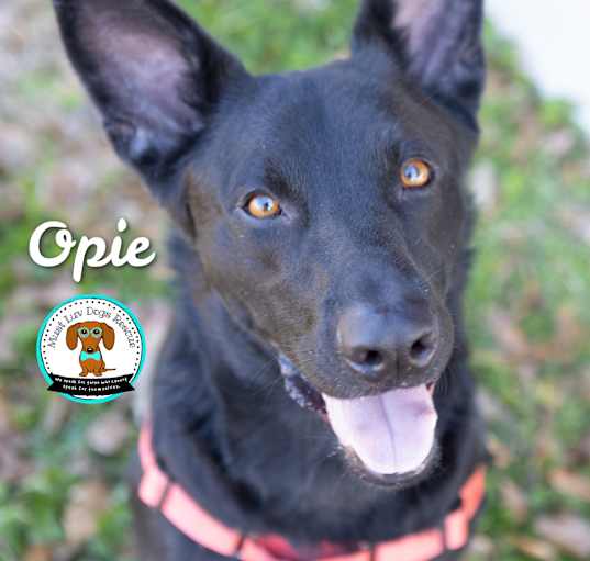 Photo of Opie