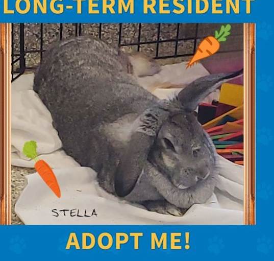 Photo of Stella