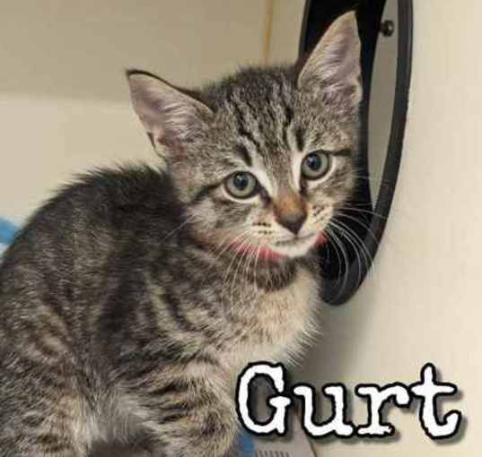 Photo of Gurt