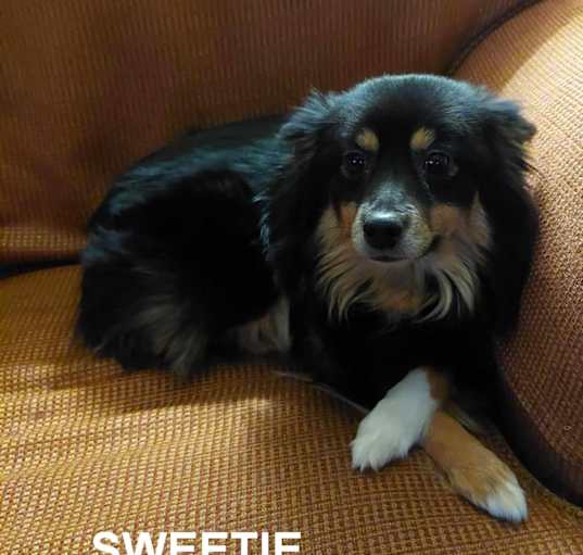 Photo of Sweetie