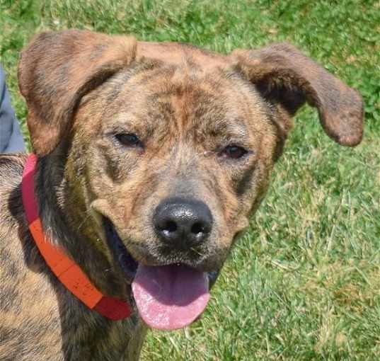 Photo of Nala
