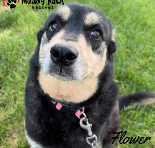 Photo of Flower (Courtesy Post)