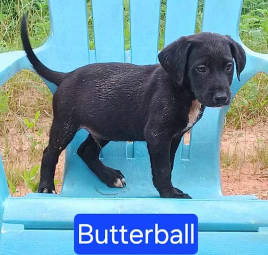 Photo of Butter Ball