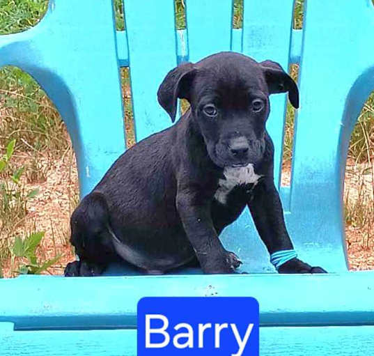 Photo of Barry