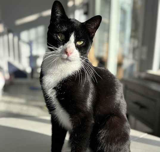 Photo of Biscuit