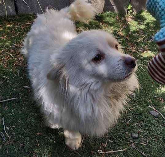 Photo of Mozart