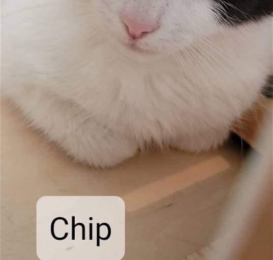 Photo of Chip