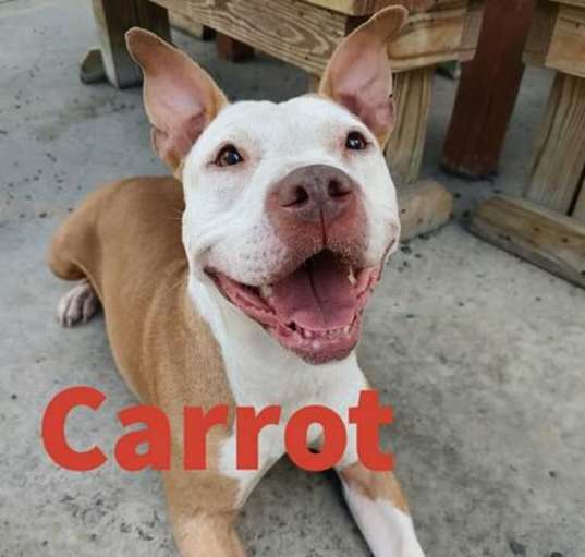 Photo of Carrot - Stray