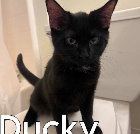 Photo of Ducky