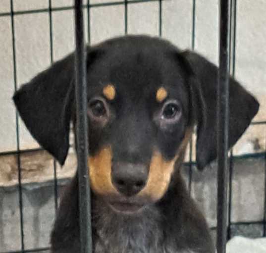 Photo of Benji