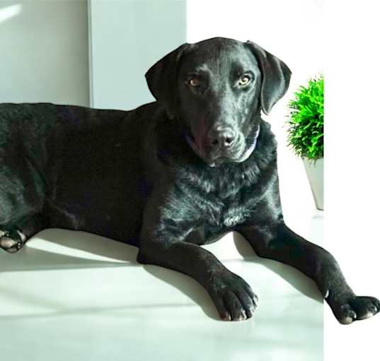 Photo of MERLIN