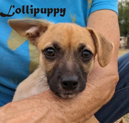 Photo of Lollipuppy