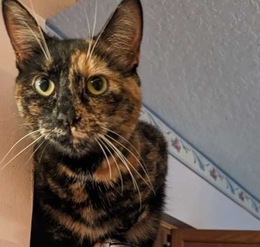 Photo of Luna the Tortie