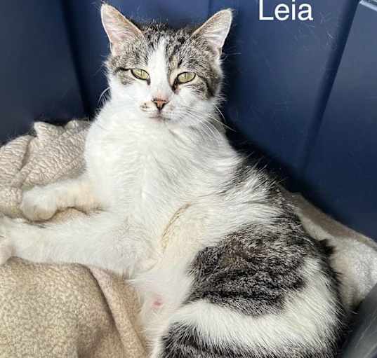 Photo of Leia