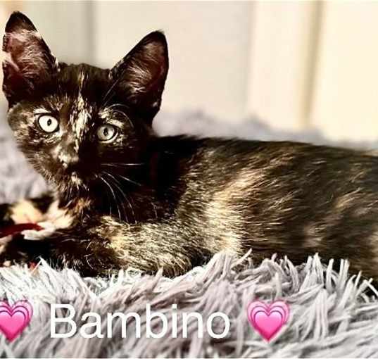 Photo of Bambino