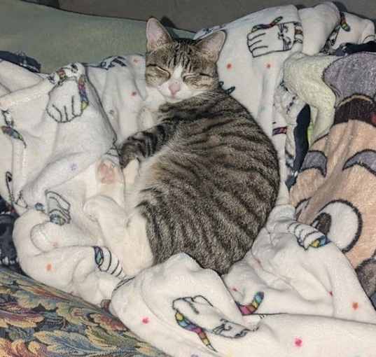 Photo of Pepper Jack