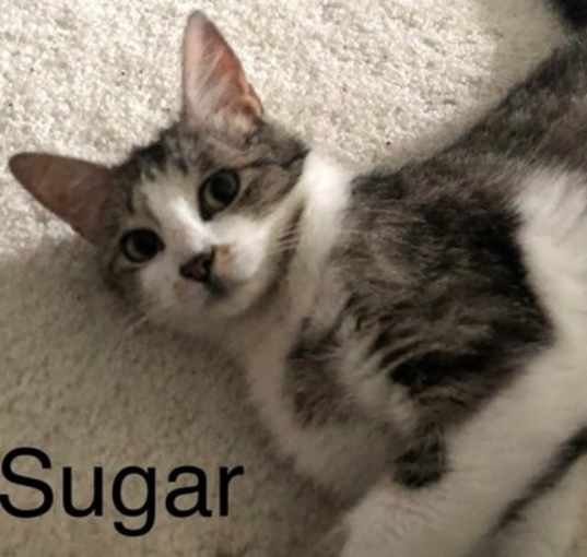 Photo of Sugar