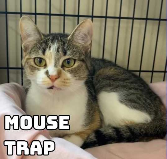 Photo of Mouse Trap