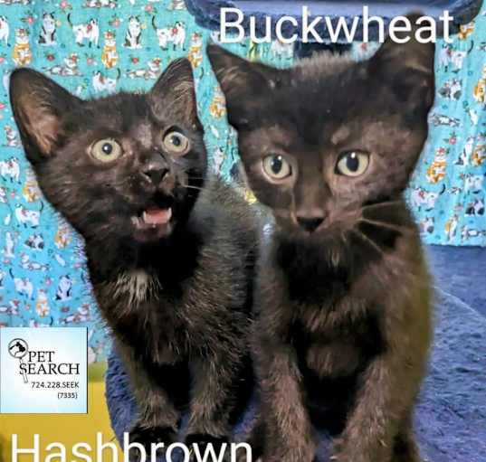 Photo of Buckwheat