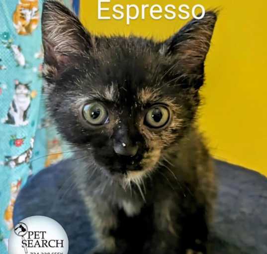 Photo of Espresso