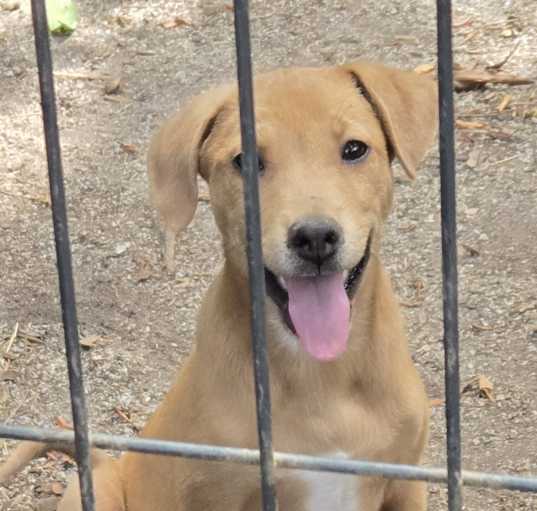 Photo of 2 Golden labx Puppies