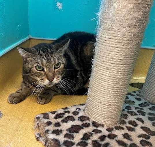 Photo of Benjamin - BARN CAT