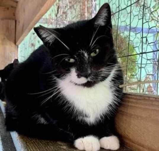 Photo of Brittney - BARN CAT