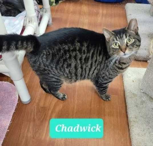 Photo of Chadwick