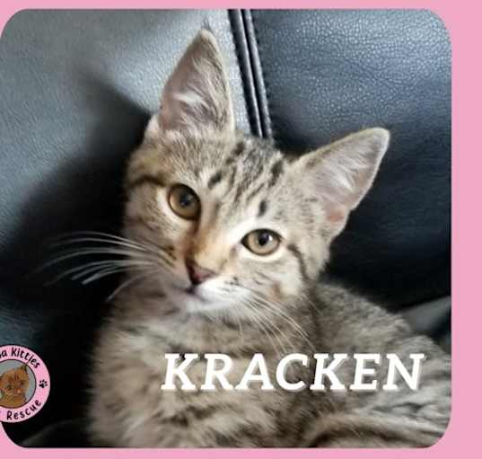 Photo of Kracken