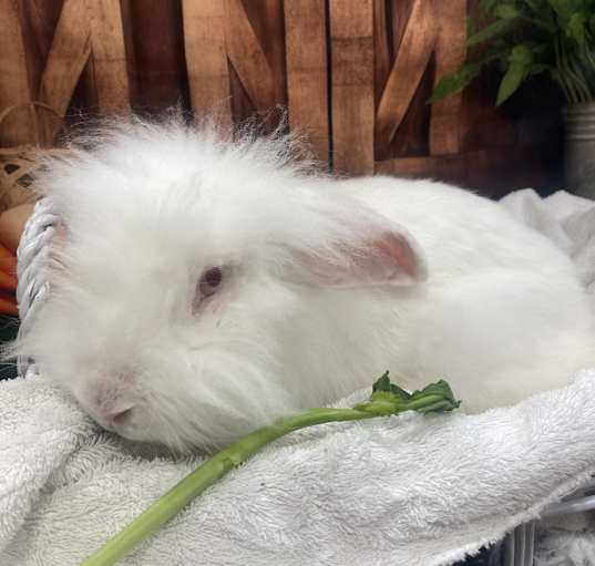 Photo of Flopsy