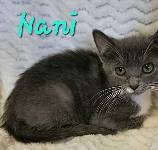 Photo of Nani