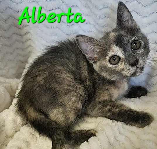 Photo of Alberta