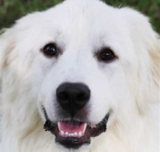 Photo of Angel