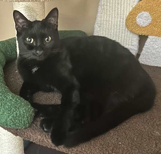 Photo of Cosmo