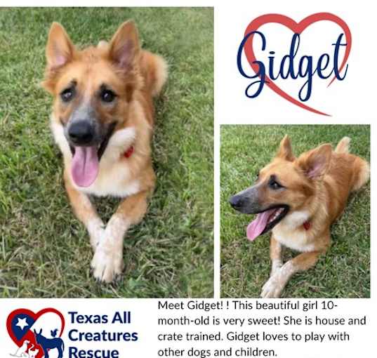 Photo of Gidget